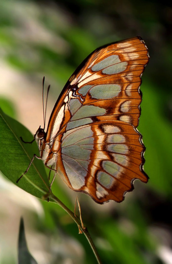 Papillon vitrail